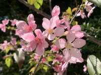 遊香港．將軍澳賞花好去處