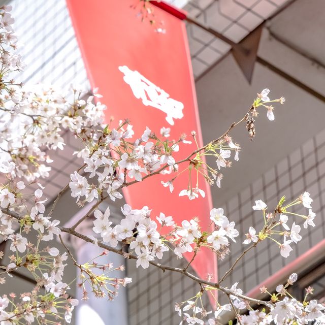 麻布十番駅近くの大通りの桜