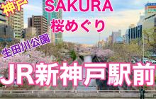 神戸　SAKURA桜めぐり❗️JR新神戸駅前の桜に感動❗️