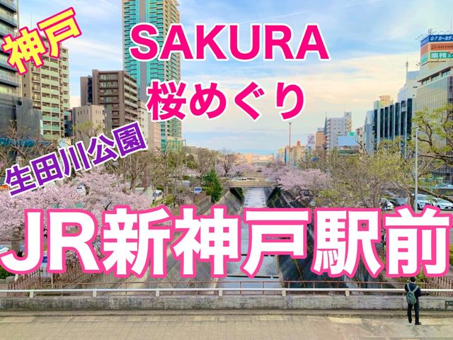 神戸　SAKURA桜めぐり❗️JR新神戸駅前の桜に感動❗️