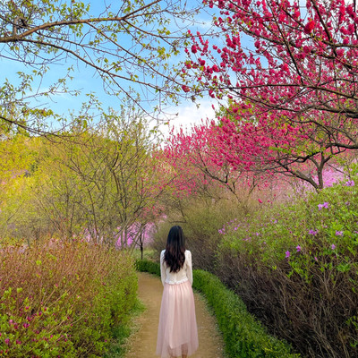 Go to Jindallae Park to see azaleas💓 | Trip.com Bucheon-si