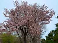 札幌　SAKURA 桜めぐり❗️円山公園の桜に感動❗️