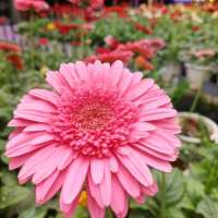 Colmar Tropicale and Genting Trip