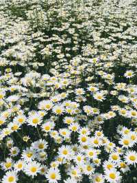 계란후라이꽃 샤스타데이지 천국🌼🤍