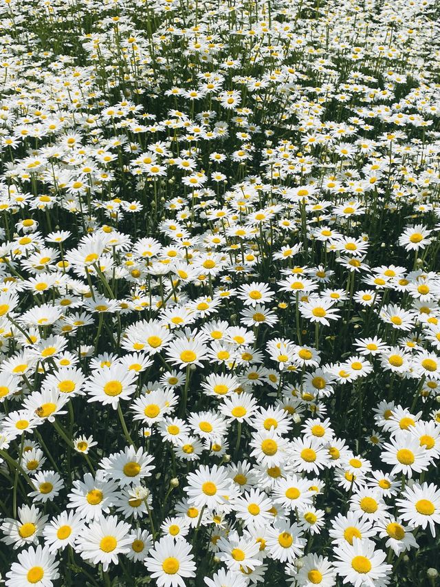 계란후라이꽃 샤스타데이지 천국🌼🤍