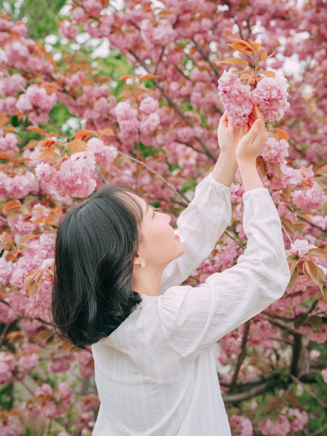 겹벚꽃 명소 보라매공원💜