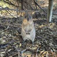 Nature Wonders of Rottness Island