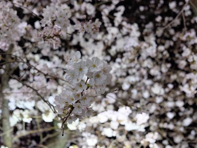 夜櫻絕景🌸🌸🤩🤩｜東京