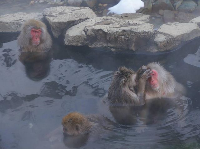 長野縣著名的溫泉泡湯的雪猴🤩🤩
