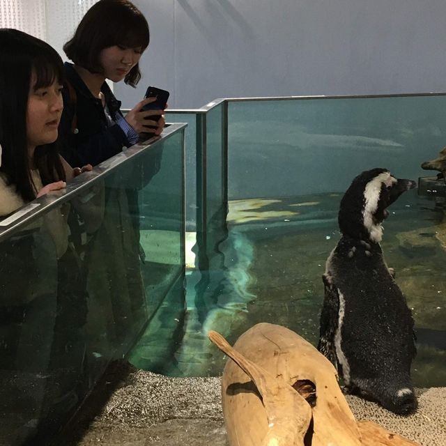 ニフレルという水族館🐟🦈