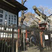 《上野》日本櫻花最前線♡上野花園神社百花齊開