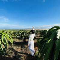 무이네의 “Dragon Fruit Farm”🫐