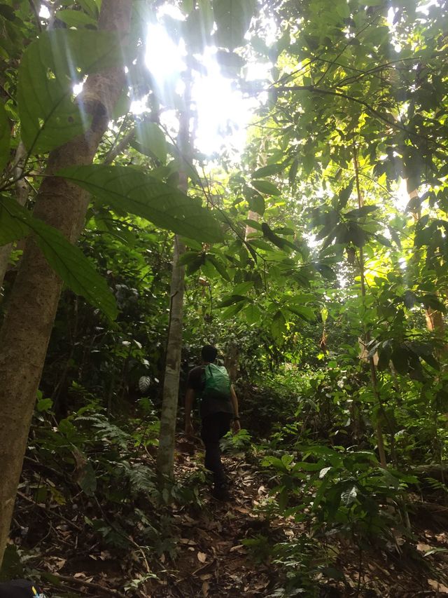 Healing in the Forest