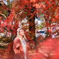 ญี่ปุ่น Autumnแล้วน๊าลากแฟนไปเร็วแก