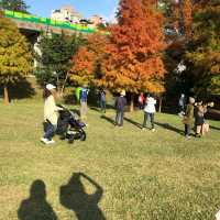 大湖公園落羽松紅了//滿滿拍照人潮