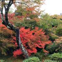 京都紅葉2022 宝筐院の素晴らしい紅葉