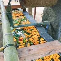 【京都】初詣はパワースポットの上賀茂神社から