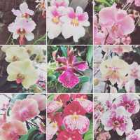 Splendid Visit to National Orchid Garden 💐👍
