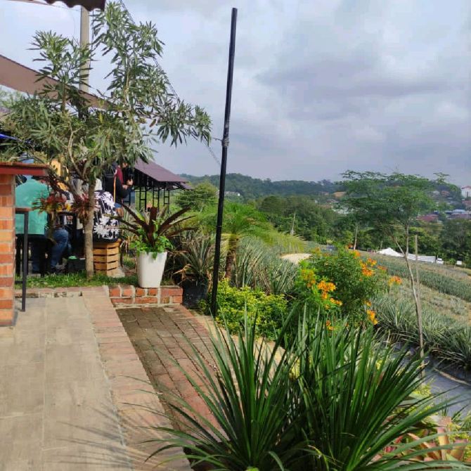 Pineapple Farm! Saudagar Nenas Cafe too! Kajang
