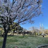 愛知県　清洲古城跡公園の桜