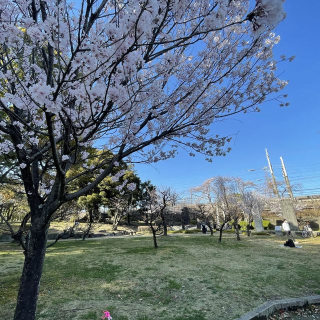 愛知県　清洲古城跡公園の桜