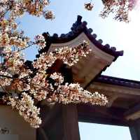 Cherry Blossoms at Osaka