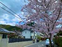 京都　SAKURA 桜めぐり❗️JR山科駅〜毘沙門堂まで散策してみた！