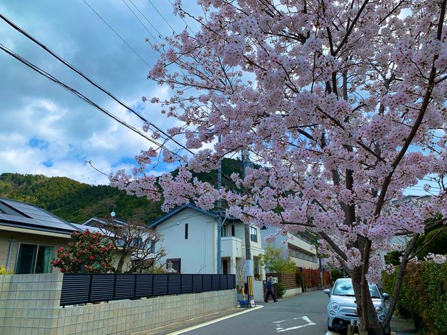 京都　SAKURA 桜めぐり❗️JR山科駅〜毘沙門堂まで散策してみた！