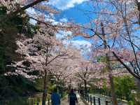 京都　SAKURA 桜めぐり❗️哲学の道の桜に感動❗️