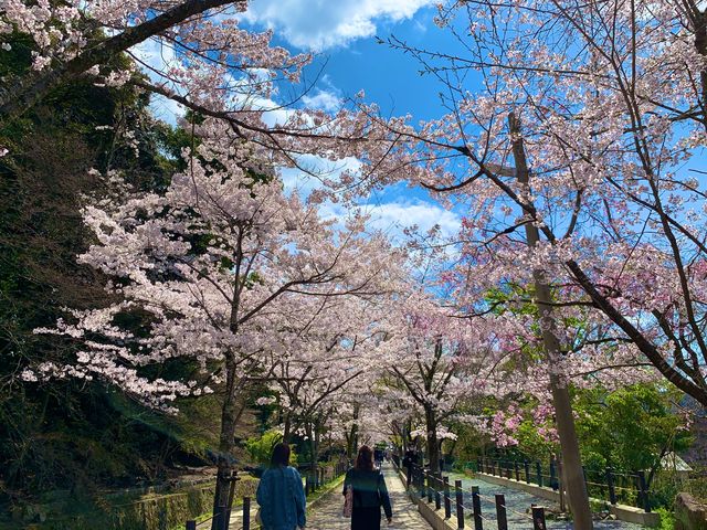 京都　SAKURA 桜めぐり❗️哲学の道の桜に感動❗️
