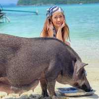 ไปหาน้องหมูบนเกาะกลางทะเลกัน 🐷😆🌊