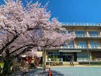 京都　京都散策旅　六孫王神社の桜に感動❗️