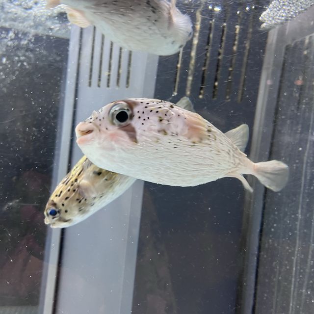 【高知】元小学校🏫むろと廃校水族館