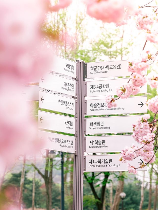 겹벚꽃 숨은 맛집 ERICA캠퍼스🌸