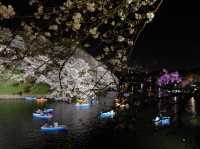 夜櫻絕景🌸🌸🤩🤩｜東京