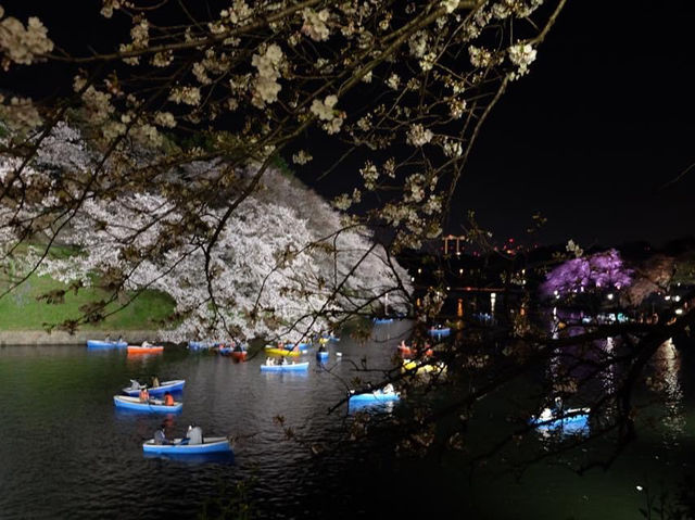 夜櫻絕景🌸🌸🤩🤩｜東京