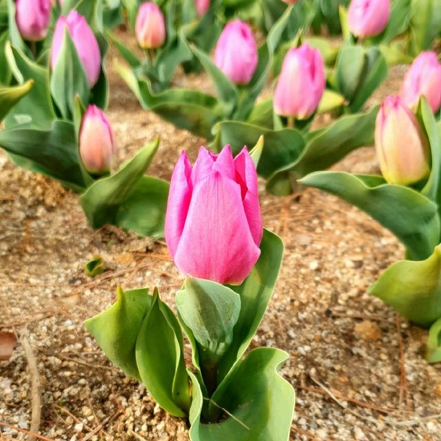 꽃구경도 하고 산책도 하고 싶다면 대구수목원🌸🌿