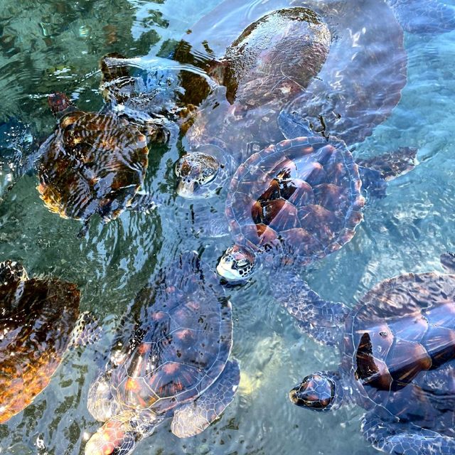 ウミガメに餌やり体験