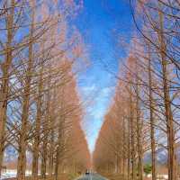 【滋賀】滋賀で必ず訪れたい絶景。メタセコイア並木