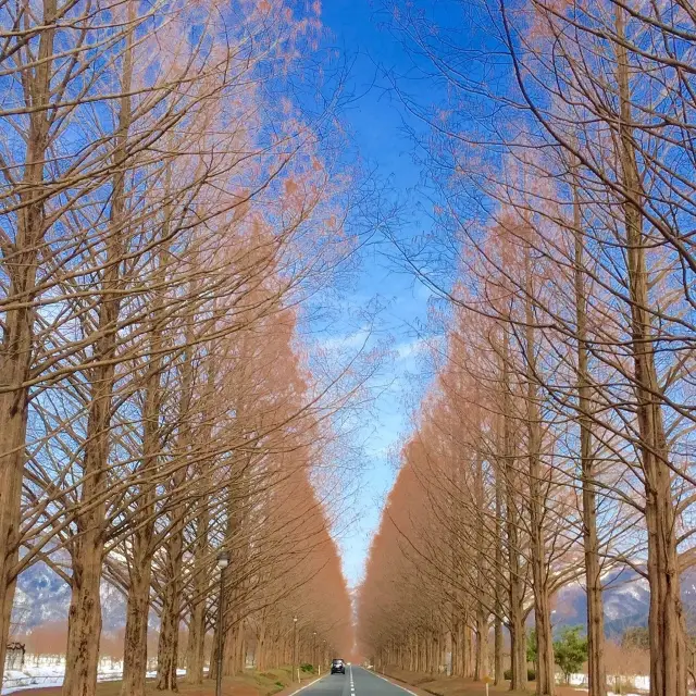 【滋賀】滋賀で必ず訪れたい絶景。メタセコイア並木