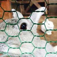 【日本 山梨縣】最萌兔兔馬兒一次到齊🐰
