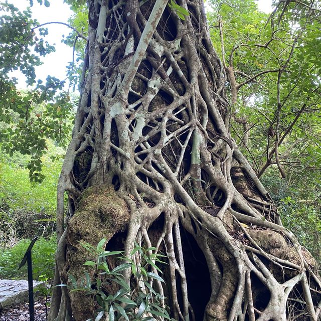 親子行山好去處👣 烏絞騰->三亞村->荔枝窩