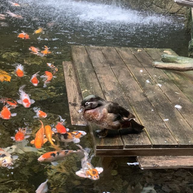 거대한 규모의 수조를 자랑하는 일산 아쿠아플라넷🐟