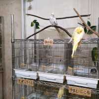 【大阪 東心斎橋】バードカフェで癒されちゃう🐦