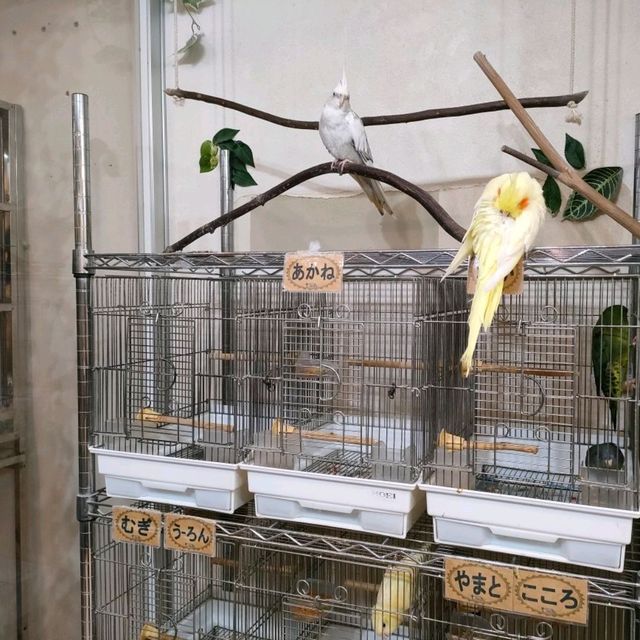 【大阪 東心斎橋】バードカフェで癒されちゃう🐦