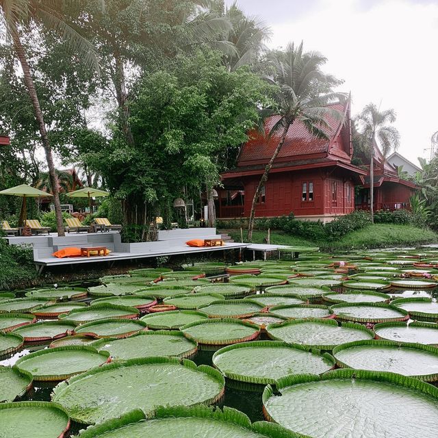 มาดูบัว - คาเฟ่สุดชิค แวะถ่ายรูปสวยๆกับบัวกระด้ง