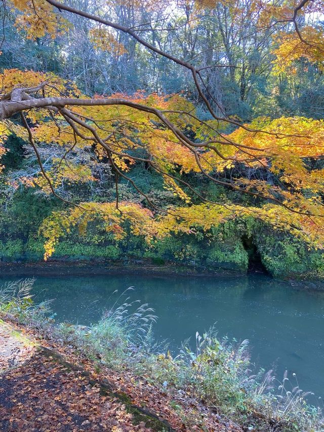 【秋の絶景】千葉の養老渓谷で秋の紅葉を味わってきた！