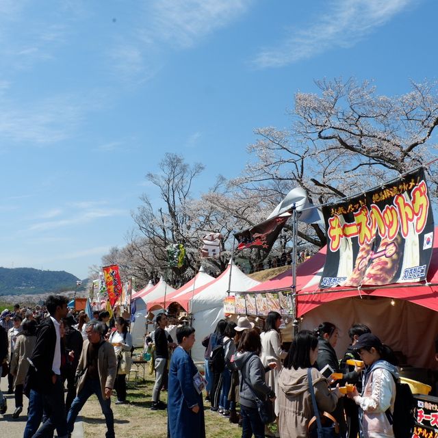 京都｜一起到背割提賞櫻野餐！