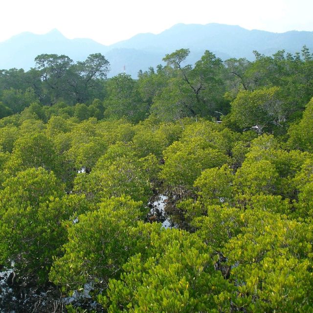 สถานีพัฒนาทรัพยากรป่าชายเลนที่ 4 เกาะช้าง