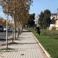 Albania trip